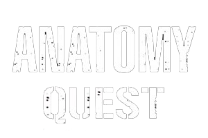 Квест «ANATOMY Quest» в Тамбове